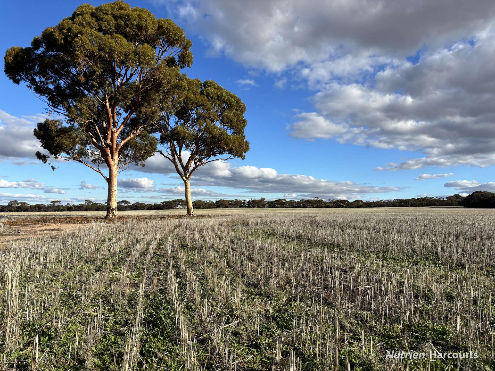 'New Land' Nulla Nulla South Road, South Yilgarn Auction by Farmbuy.com - image 7