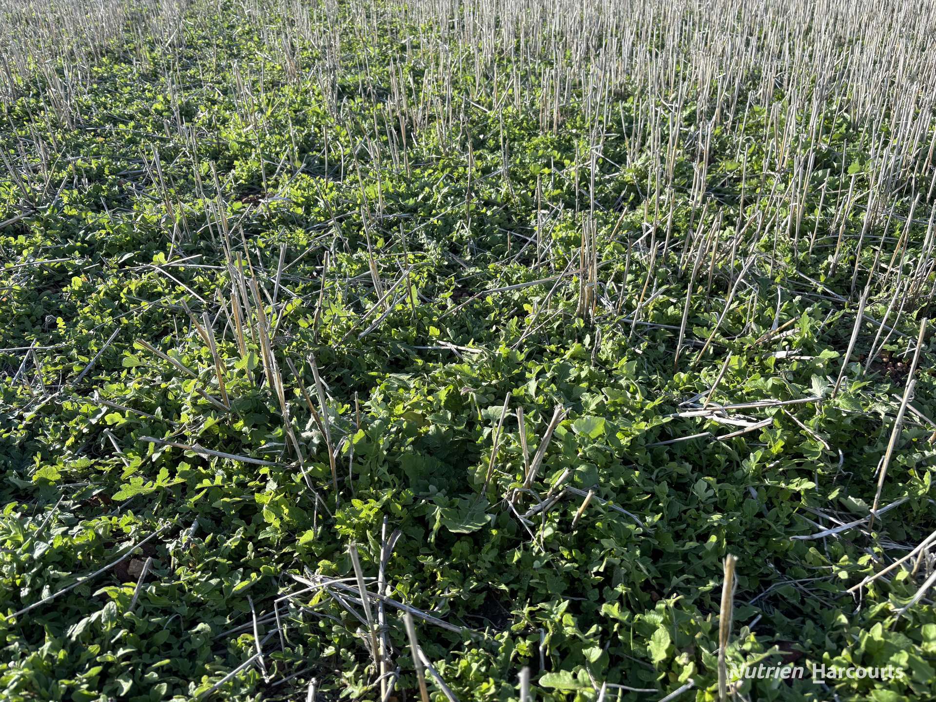 'New Land' Nulla Nulla South Road, South Yilgarn Auction by Farmbuy.com - image 9