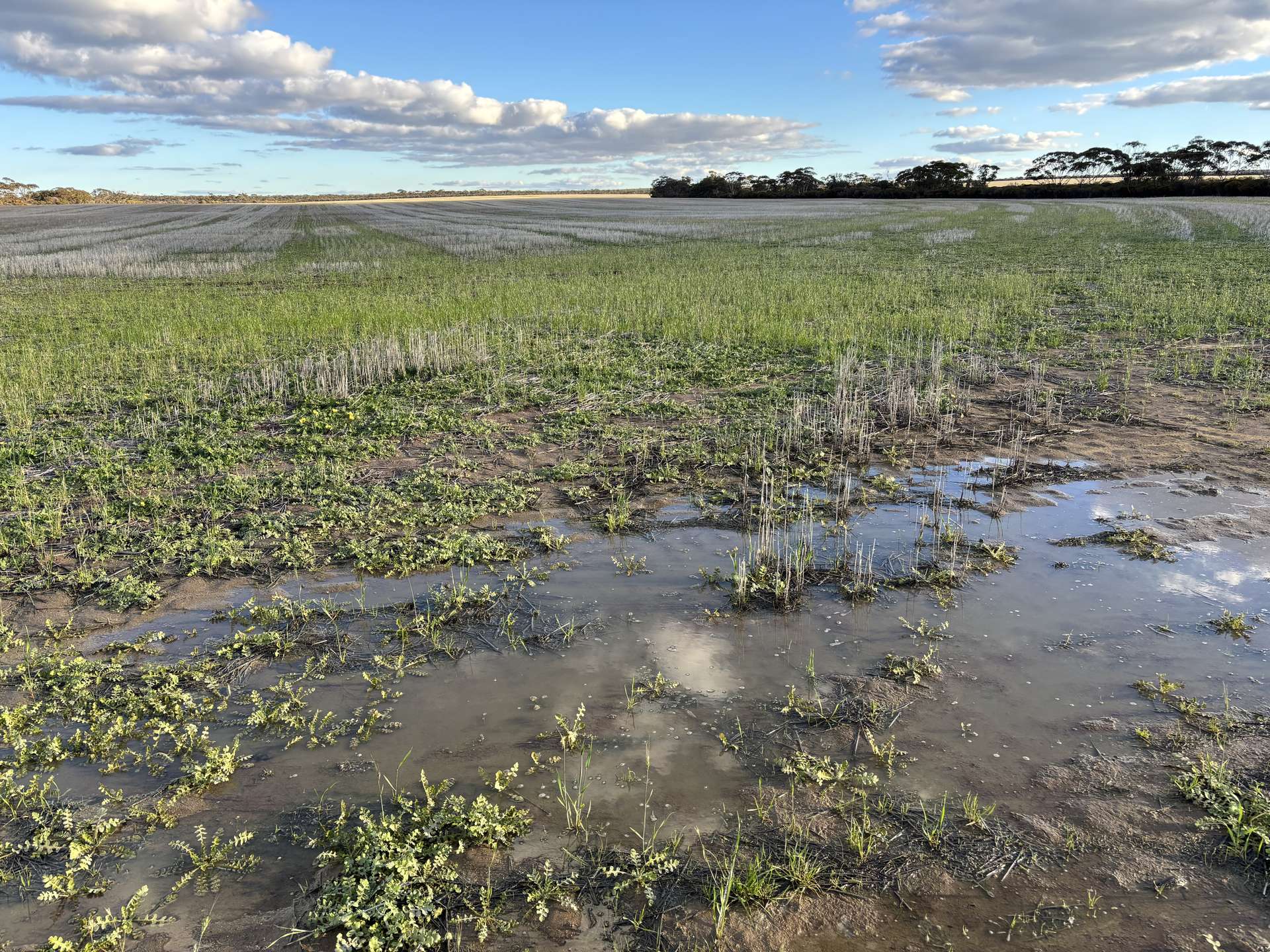 'New Land' Nulla Nulla South Road, South Yilgarn Auction by Farmbuy.com - image 19