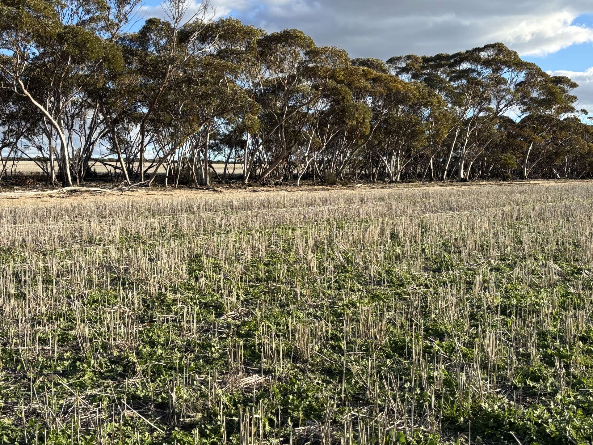 'New Land' Nulla Nulla South Road, South Yilgarn Auction by Farmbuy.com - image 18