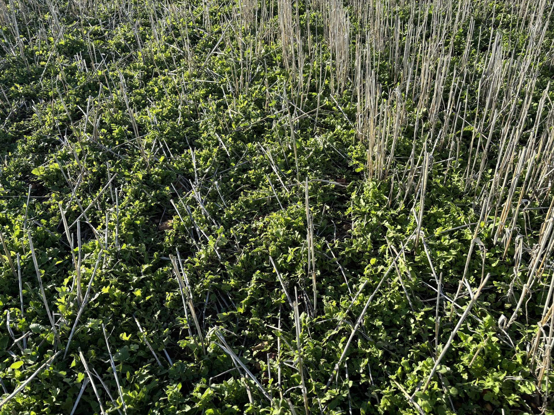 'New Land' Nulla Nulla South Road, South Yilgarn Auction by Farmbuy.com - image 13