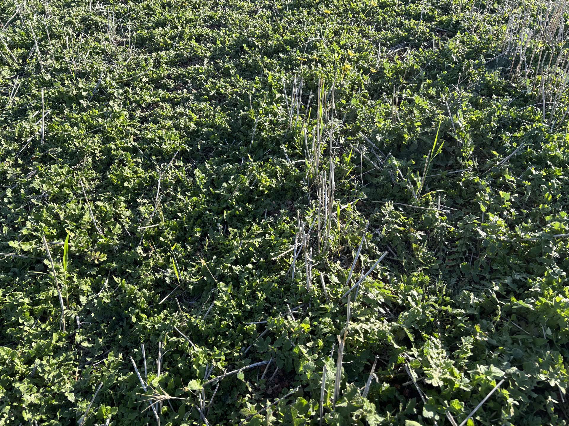 'New Land' Nulla Nulla South Road, South Yilgarn Auction by Farmbuy.com - image 15
