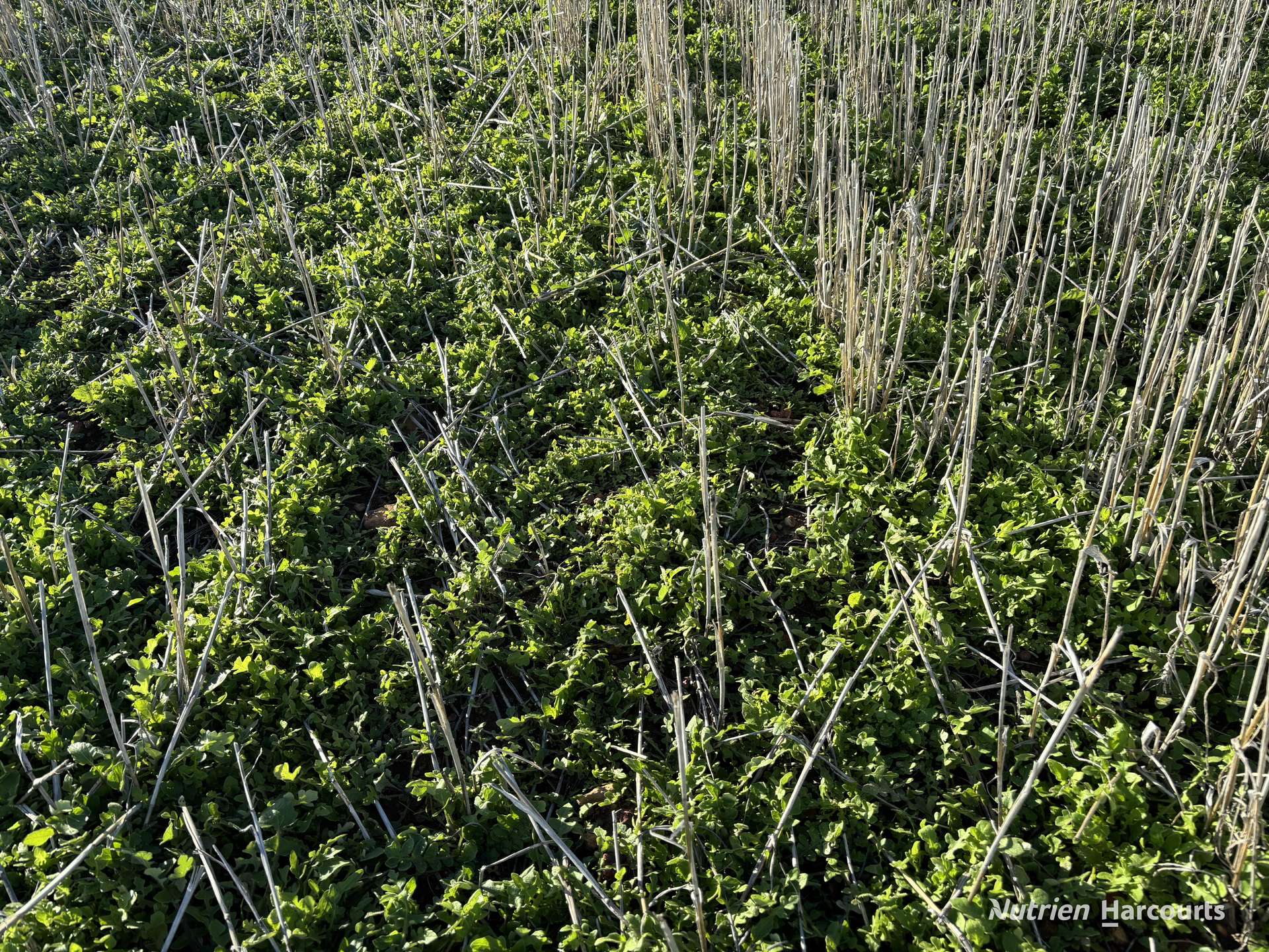 'New Land' Nulla Nulla South Road, South Yilgarn Auction by Farmbuy.com - image 13