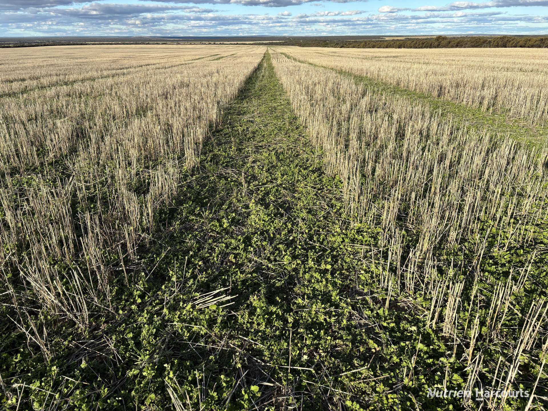 'New Land' Nulla Nulla South Road, South Yilgarn Auction by Farmbuy.com - image 3