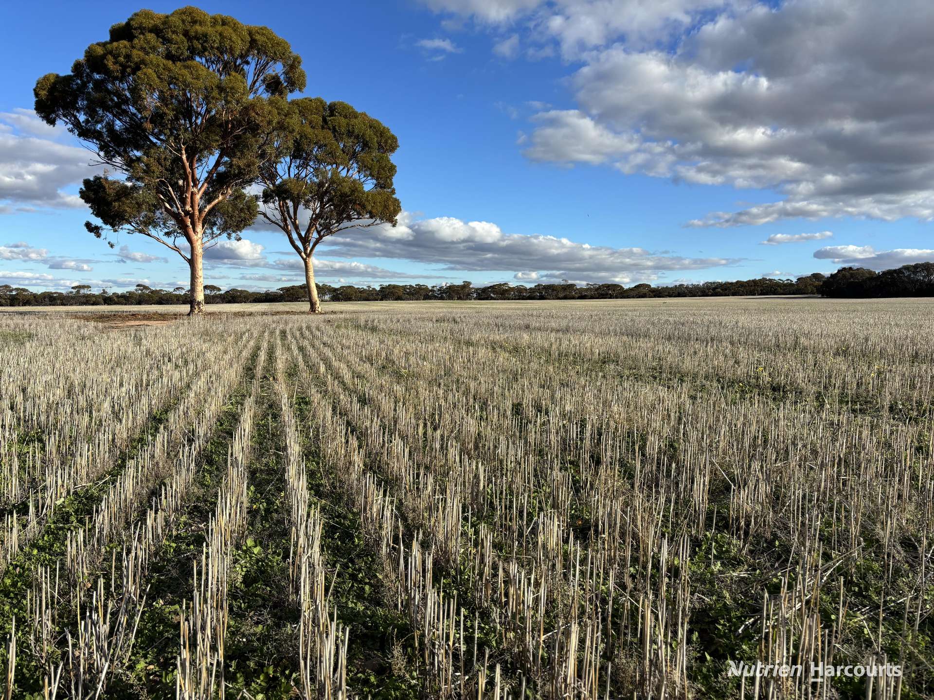 'New Land' Nulla Nulla South Road, South Yilgarn Auction by Farmbuy.com - image 1