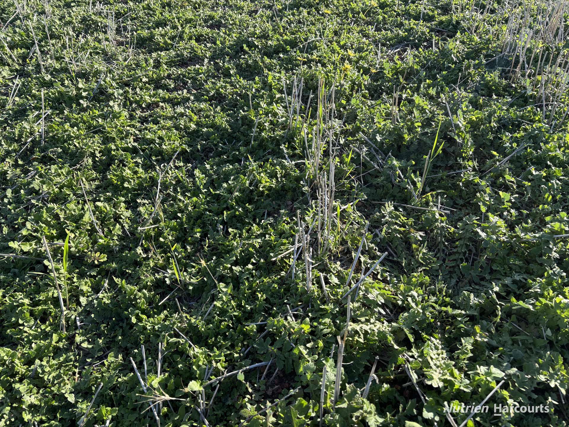 'New Land' Nulla Nulla South Road, South Yilgarn Auction by Farmbuy.com - image 15