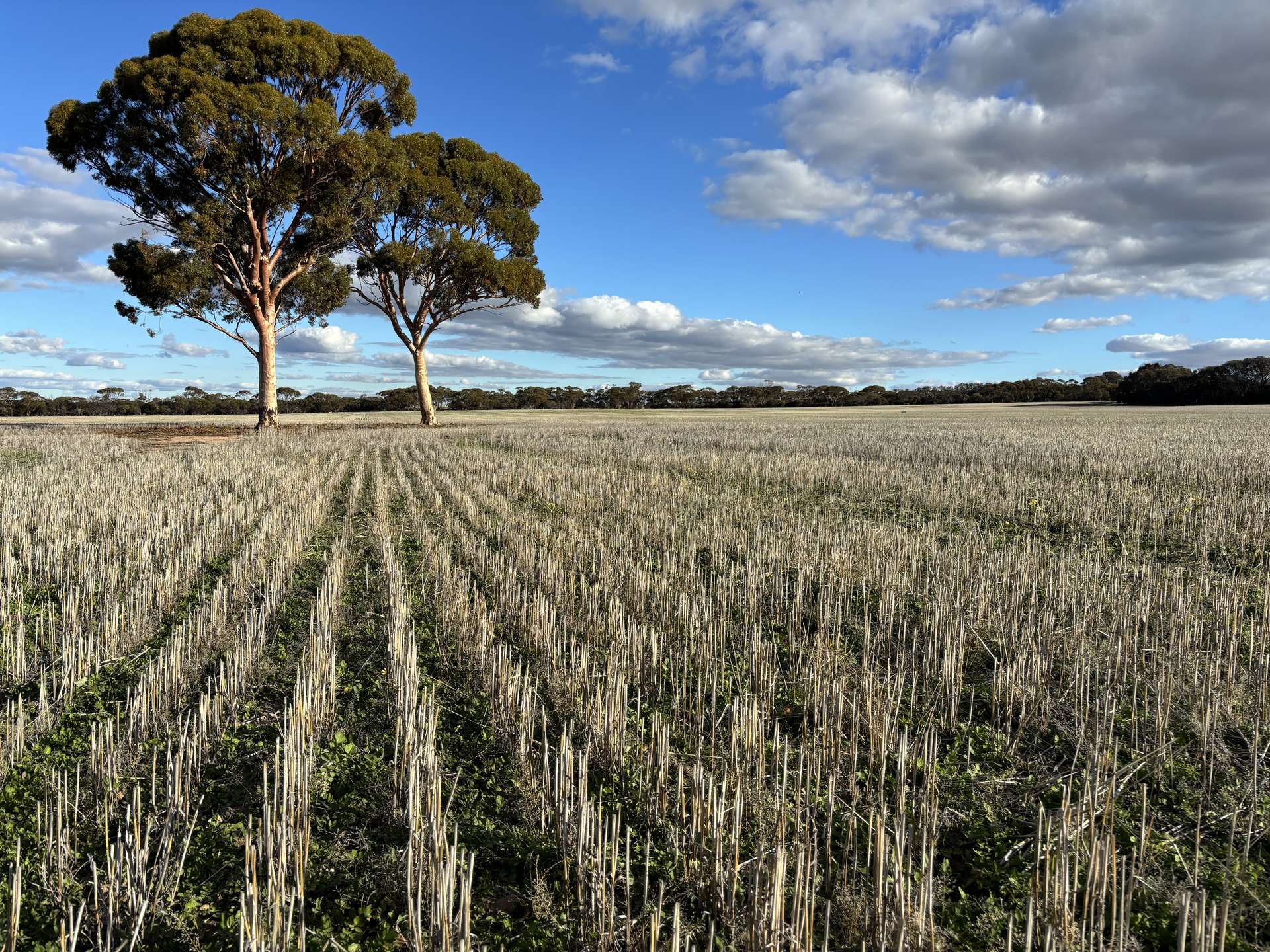 'New Land' Nulla Nulla South Road, South Yilgarn Auction by Farmbuy.com - image 1