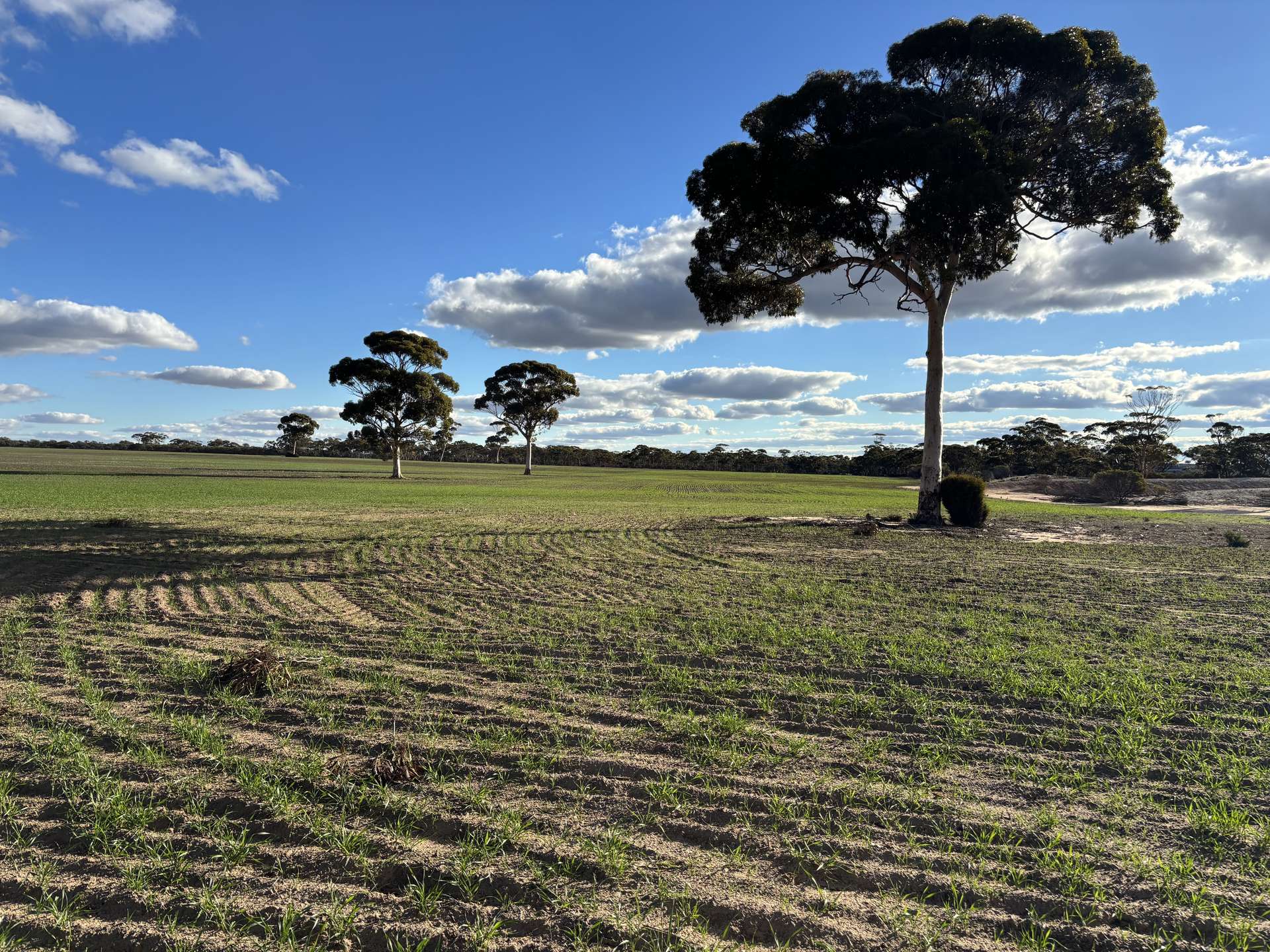 'New Land' Nulla Nulla South Road, South Yilgarn Auction by Farmbuy.com - image 4