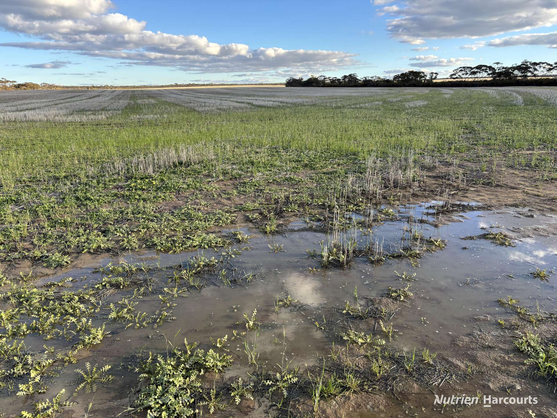 'New Land' Nulla Nulla South Road, South Yilgarn Auction by Farmbuy.com - image 19
