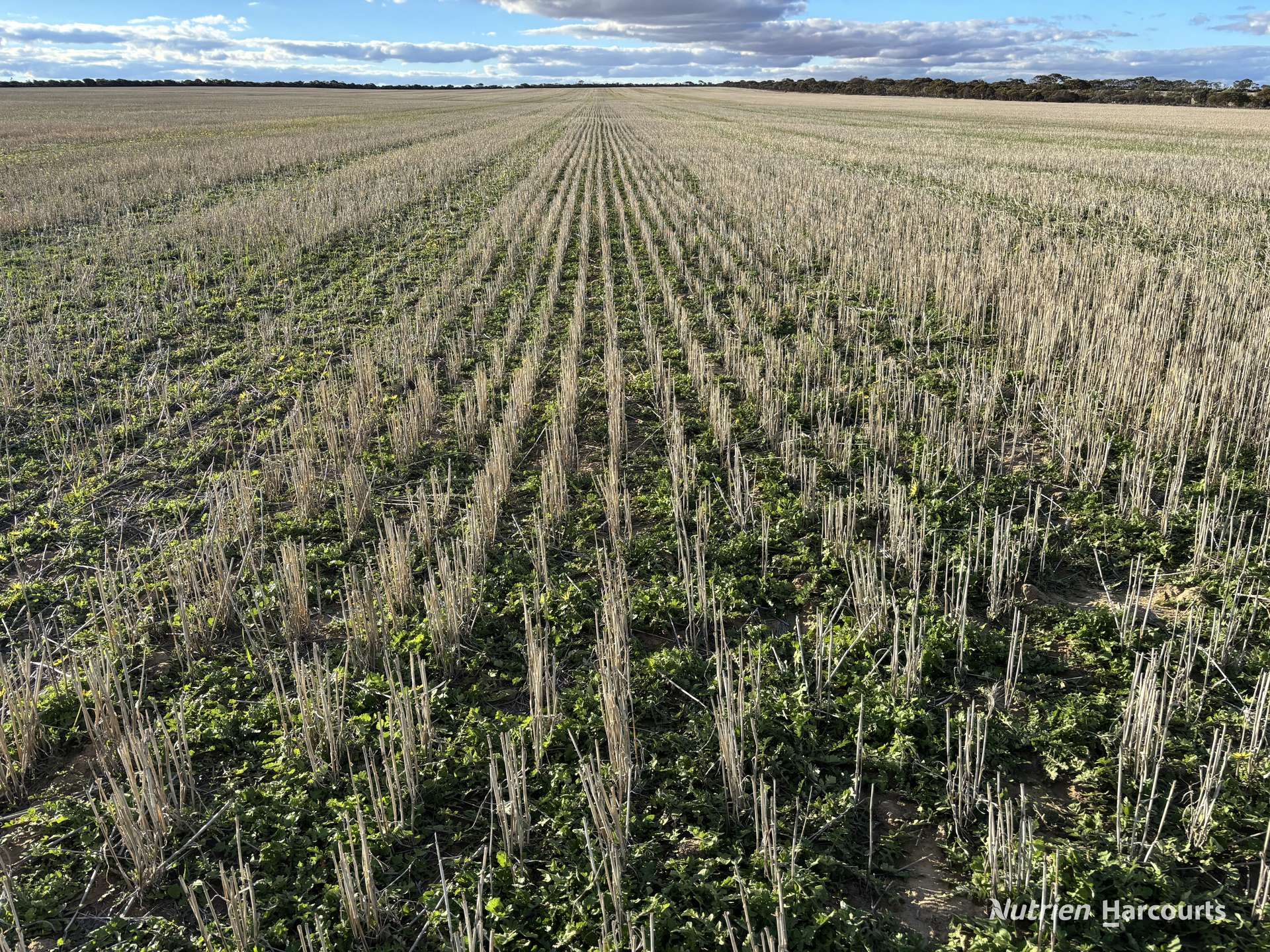 'New Land' Nulla Nulla South Road, South Yilgarn Auction by Farmbuy.com - image 14