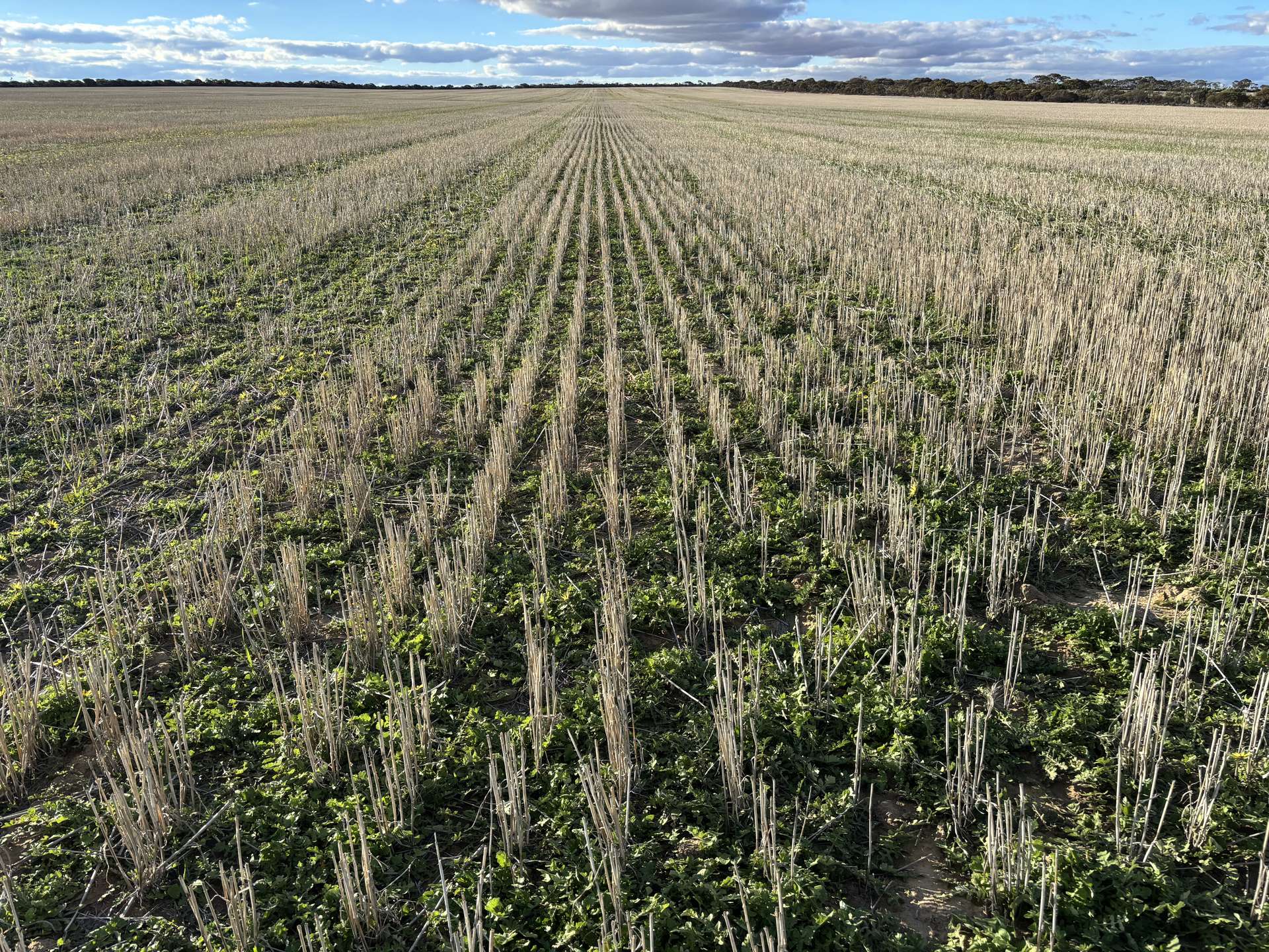 'New Land' Nulla Nulla South Road, South Yilgarn Auction by Farmbuy.com - image 14