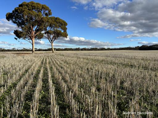 'New Land' Nulla Nulla South Road, South Yilgarn WA 6426