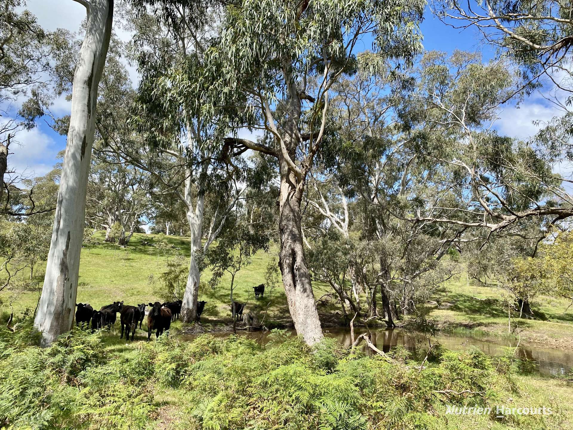 411 Casterton - Dartmoor Road, Bahgallah For Sale by Farmbuy.com - image 10