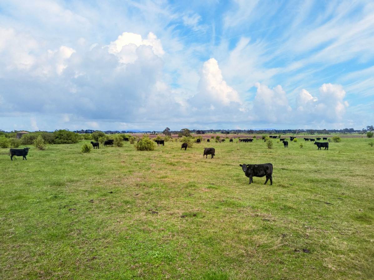 74 Bristows Lane, Pearsondale For Sale by Farmbuy.com - image 11