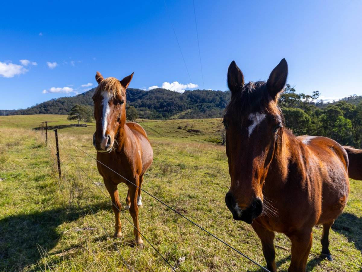 177 Little Careys Trail, Candelo For Sale by Farmbuy.com - image 15