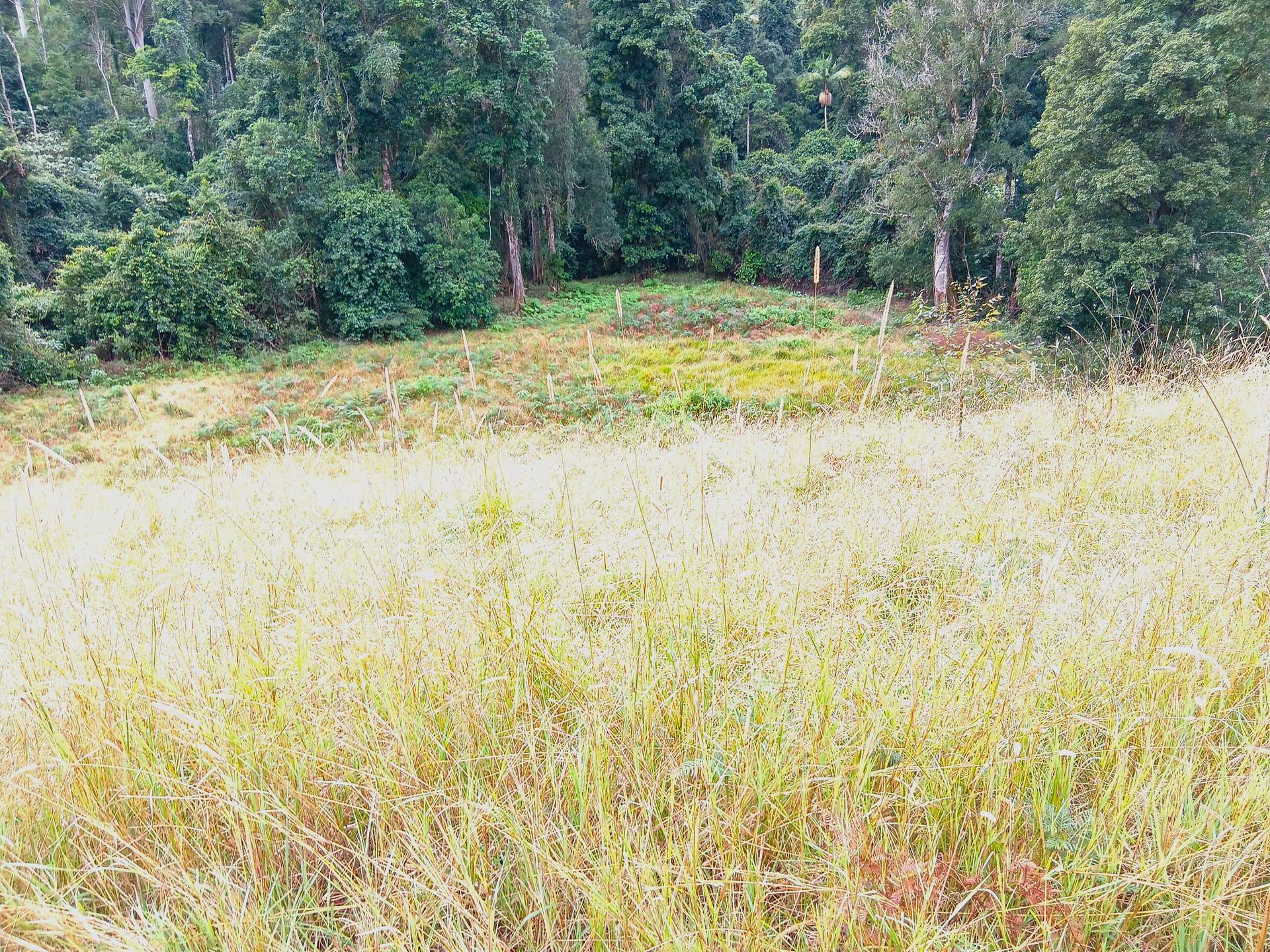 Lot 94, 2667 Pappinbarra Road, Pappinbarra For Sale by Farmbuy.com - image 8