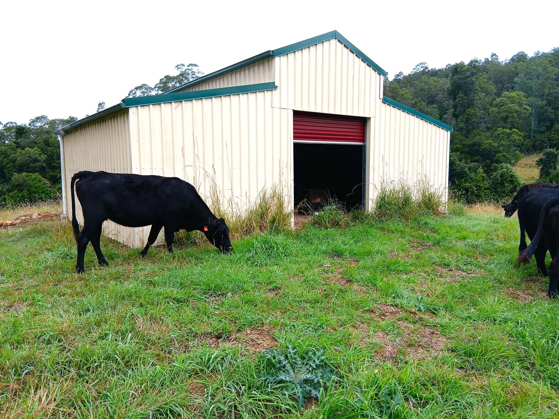 Lot 94, 2667 Pappinbarra Road, Pappinbarra For Sale by Farmbuy.com - image 3