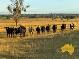Lot 2, . Bridget Carroll Road, Kingaroy Auction by Aussie Land & Livestock