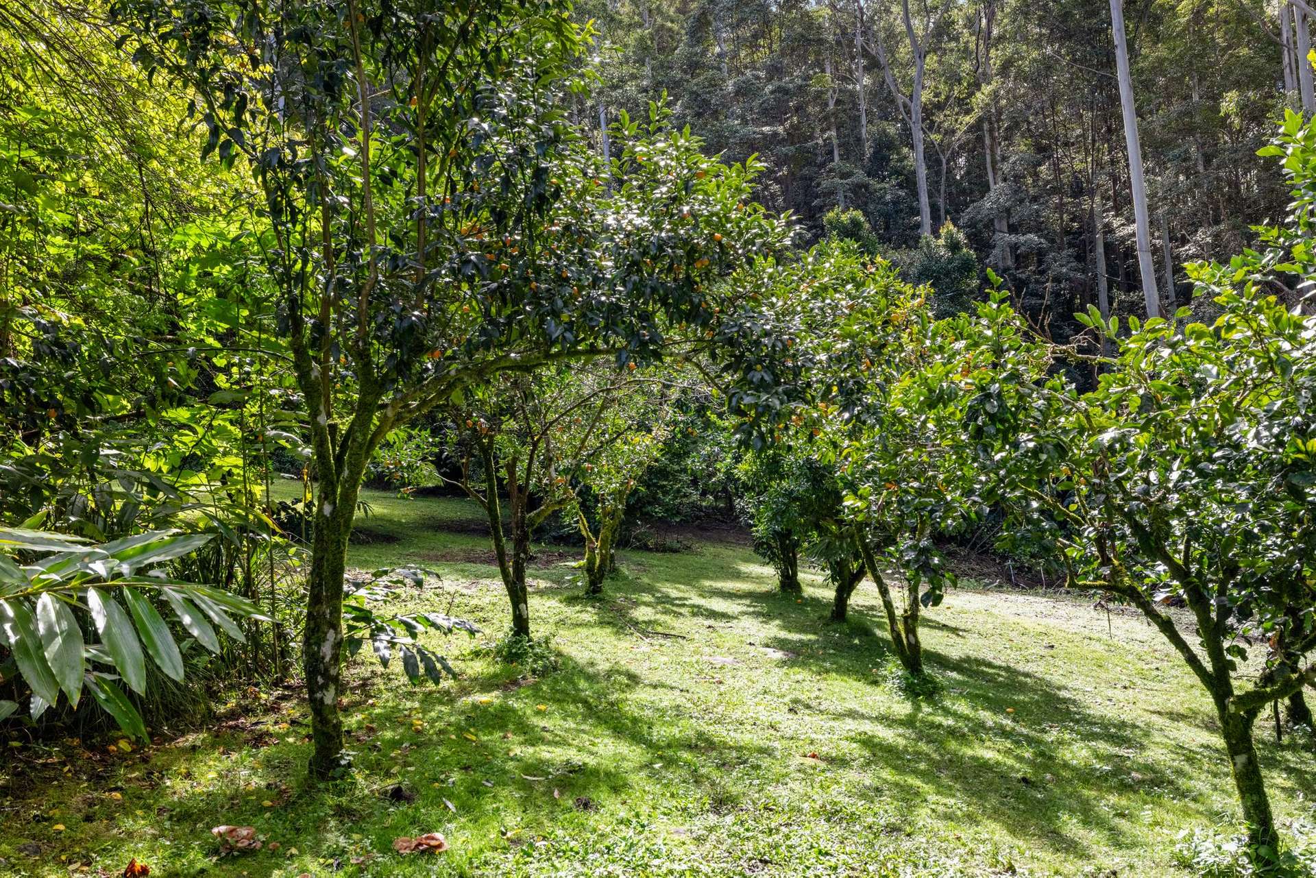 476 WALLACE ROAD, Terania Creek For Sale by Farmbuy.com - image 35