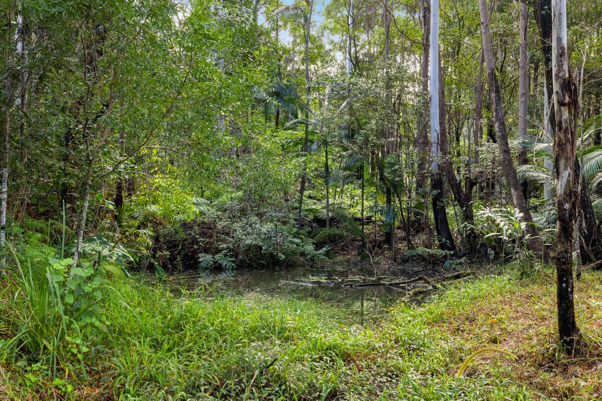 476 WALLACE ROAD, Terania Creek For Sale by Farmbuy.com - image 33