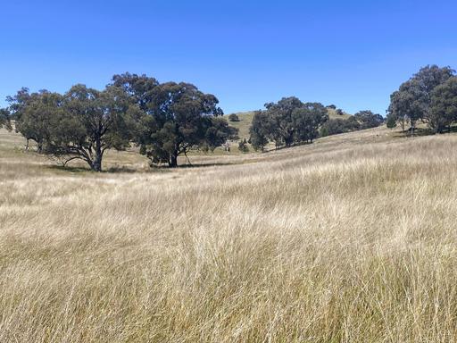 Farm For Sale - NSW - Canowindra - 2804 - Quality Tablelands Grazing 