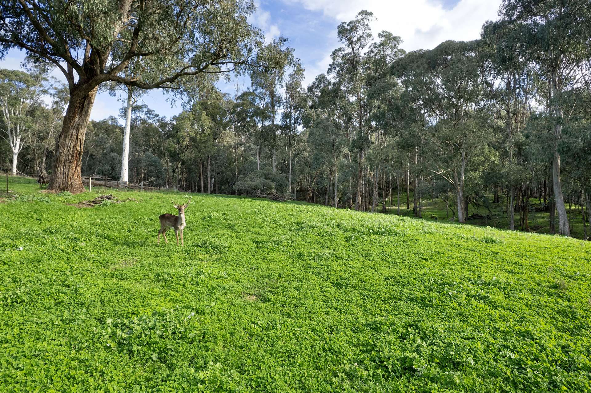 Lot 2 Georges Creek Road, Georges Creek For Sale by Farmbuy.com - image 10