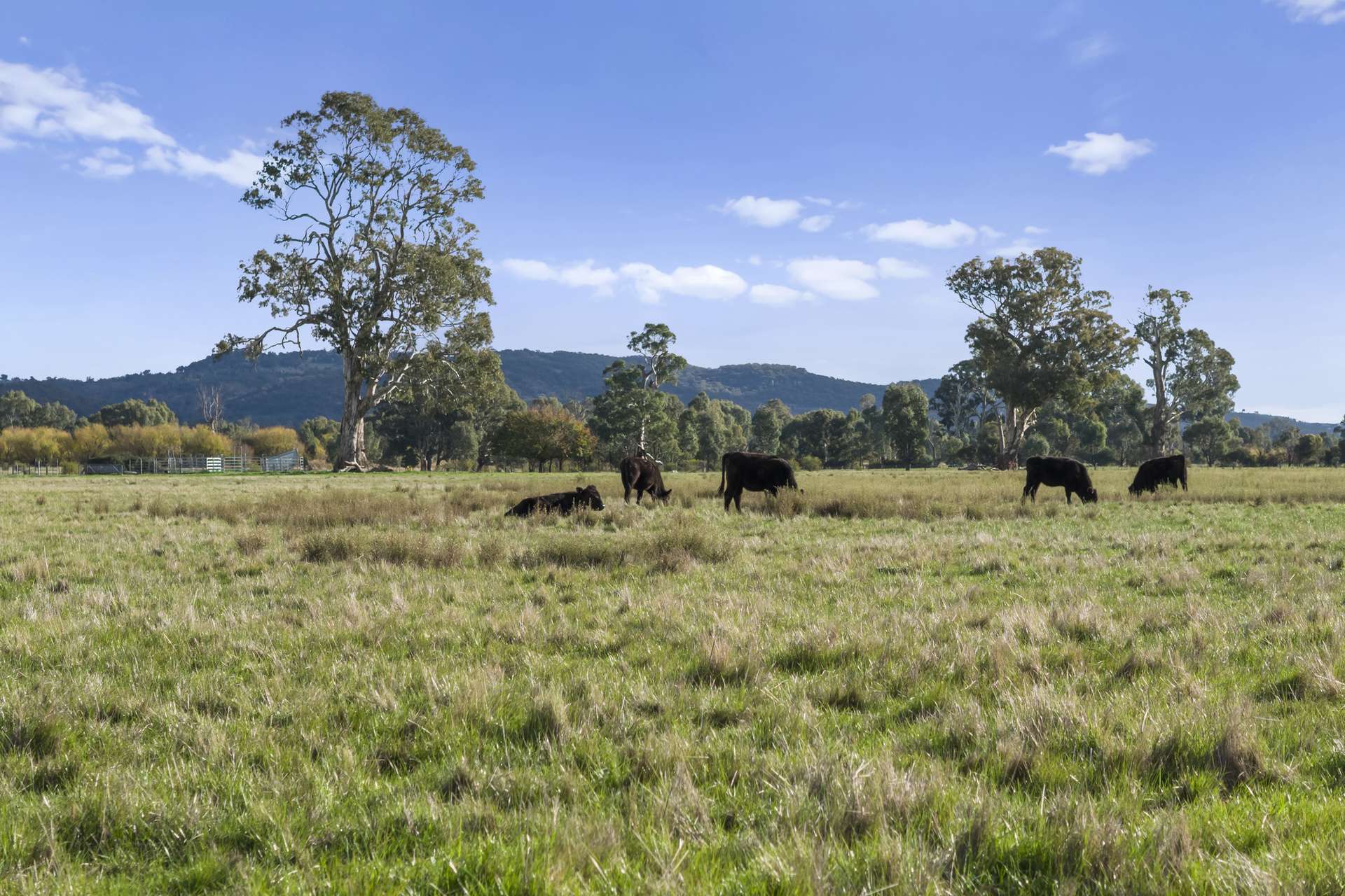 Lot A2 Euroa-Strathbogie Road, Euroa Auction by Farmbuy.com - image 17