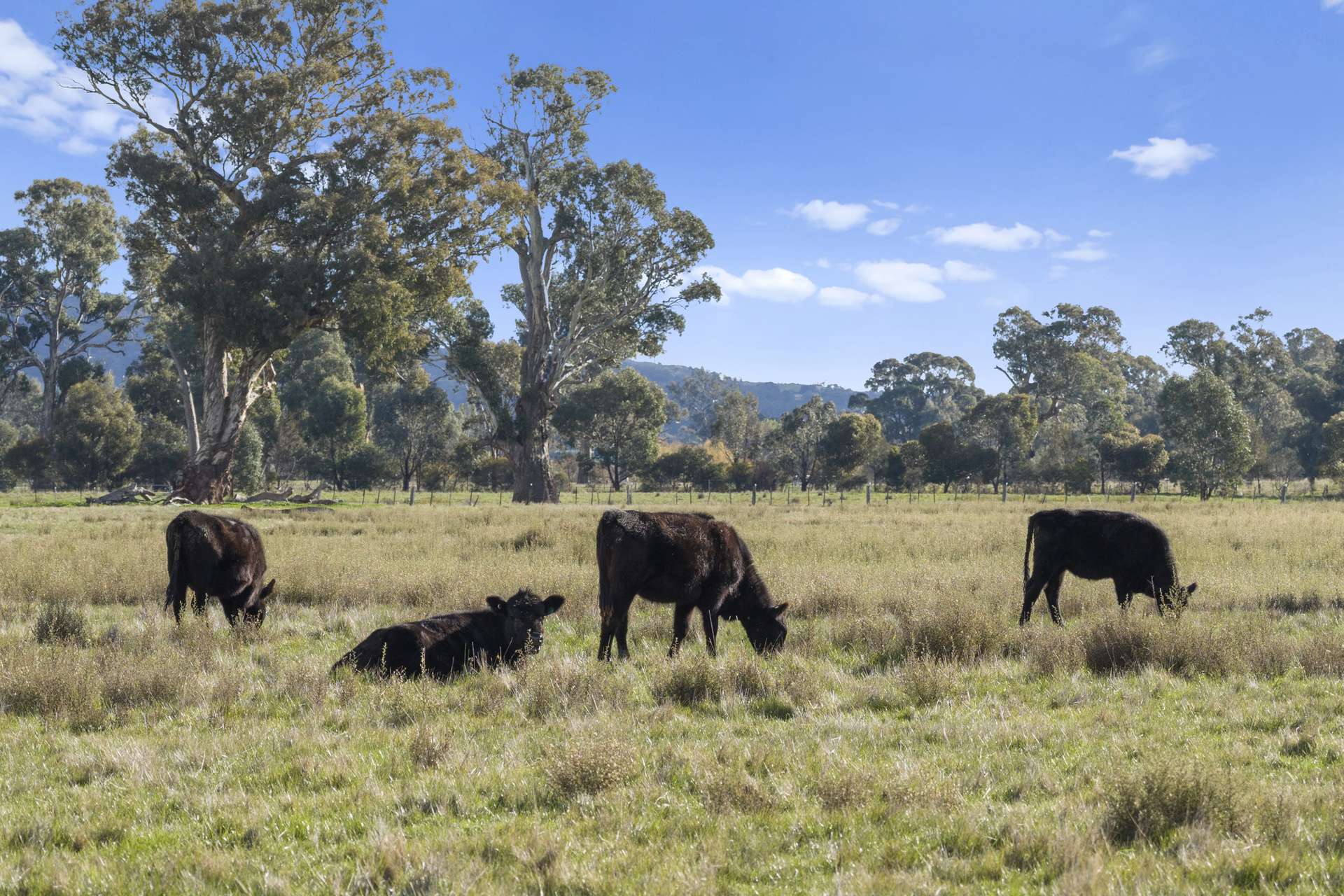 Lot A2 Euroa-Strathbogie Road, Euroa Auction by Farmbuy.com - image 18