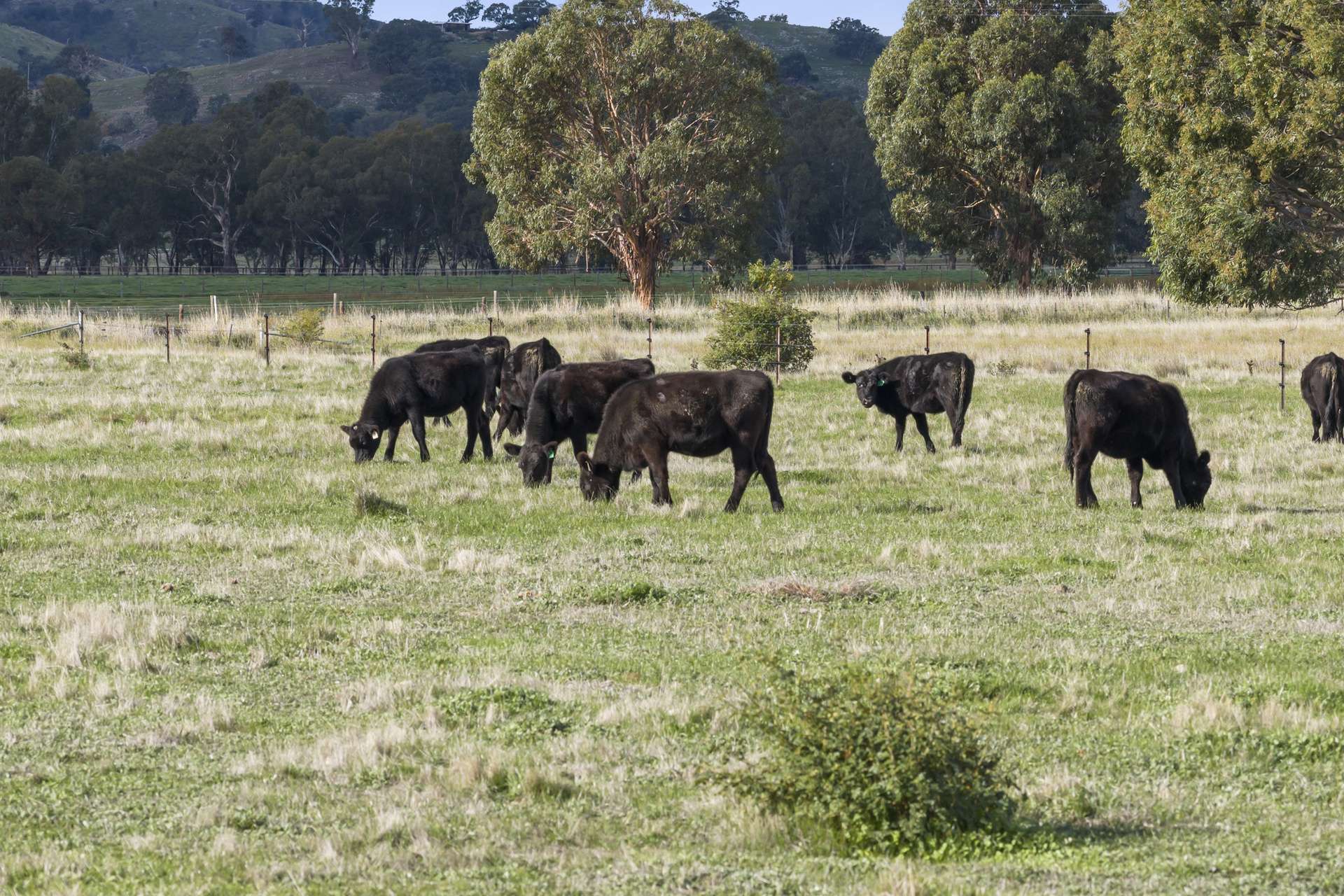 Lot A2 Euroa-Strathbogie Road, Euroa Auction by Farmbuy.com - image 7