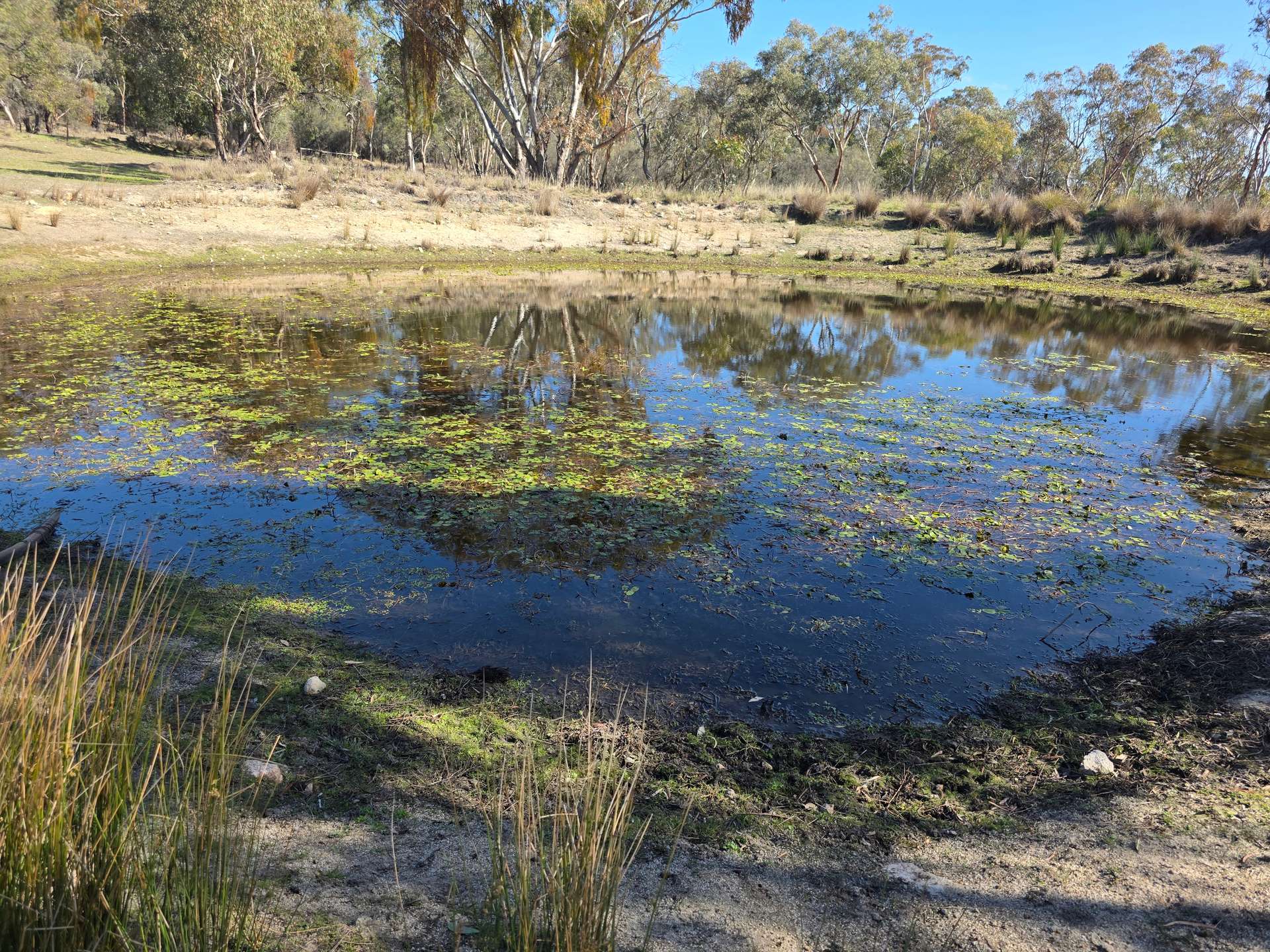 181 Bents Road, Ballandean For Sale by Farmbuy.com - image 5