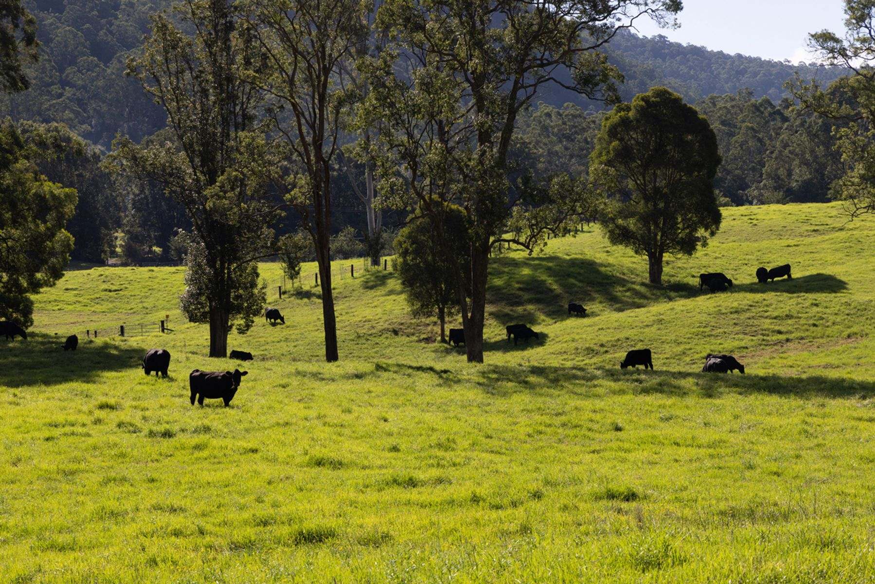 488 & 524 Ravensdale Road, Ravensdale For Sale by Farmbuy.com - image 28