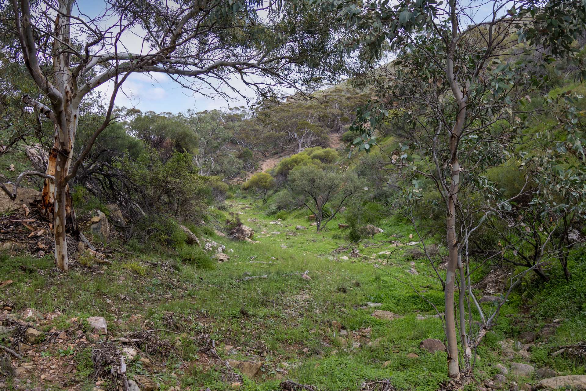 Lot 243 Flinders Ranges Way, Quorn For Sale by Farmbuy.com - image 3