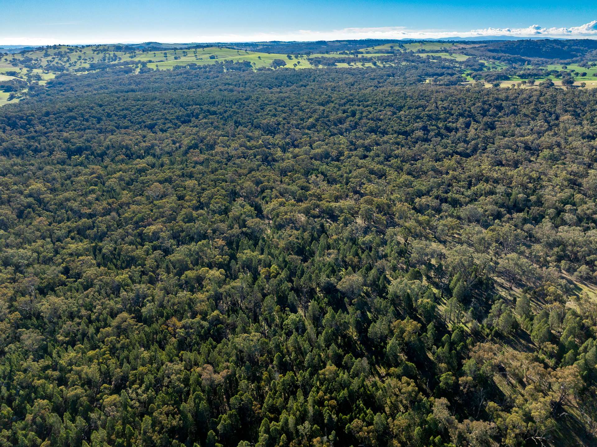 Lot 1, 244 Cobb Drive, Woodstock For Sale by Farmbuy.com - image 14