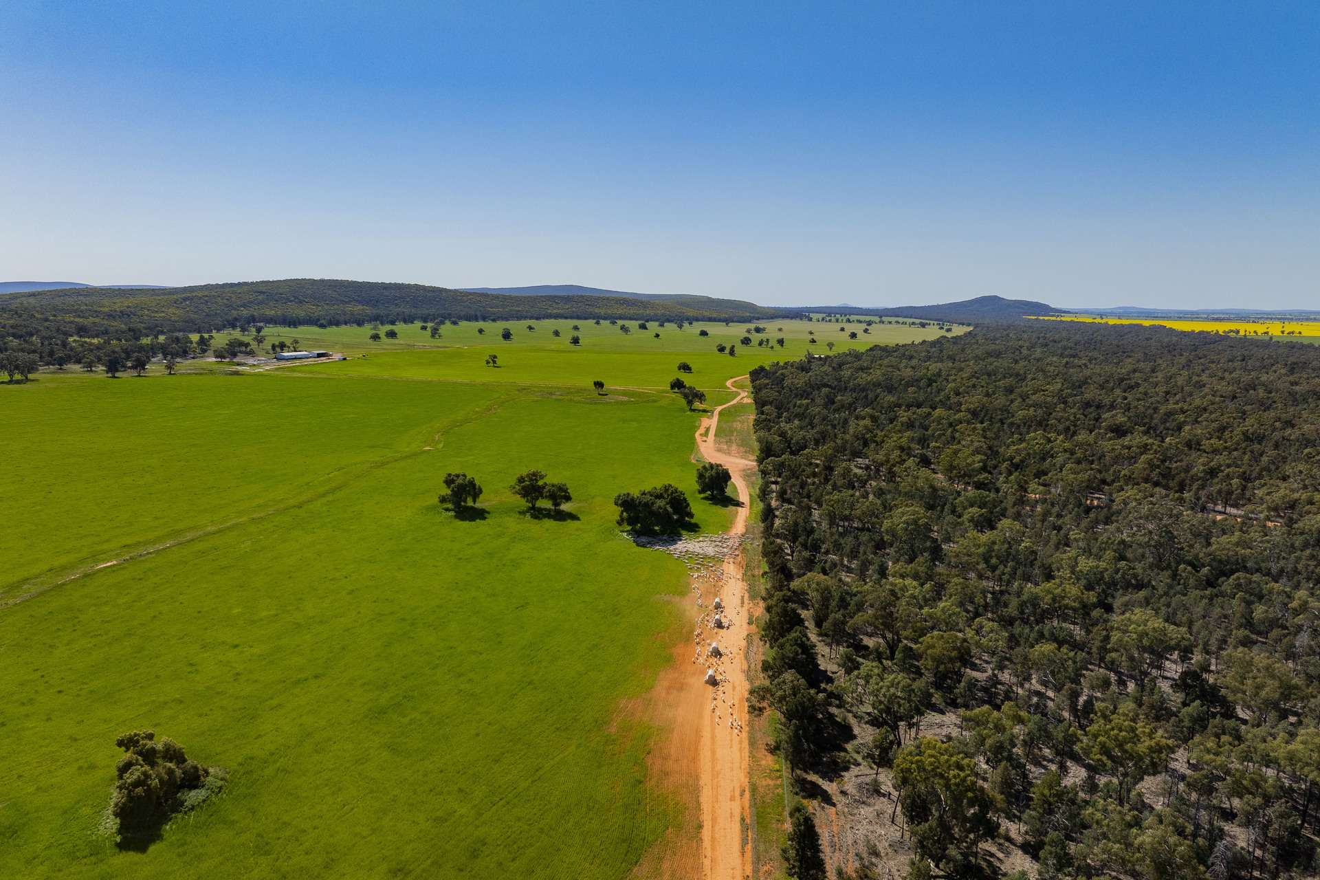 1147 Kamarah Road, Narrandera For Sale by Farmbuy.com - image 1