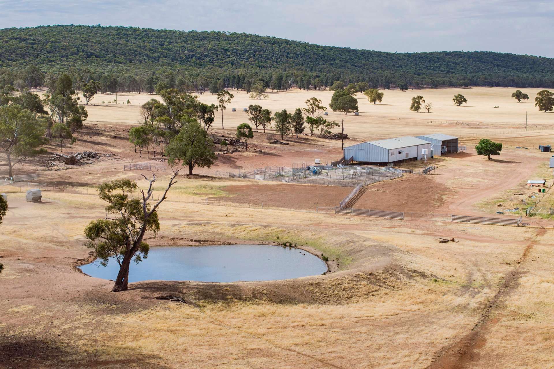 1147 Kamarah Road, Narrandera For Sale by Farmbuy.com - image 6