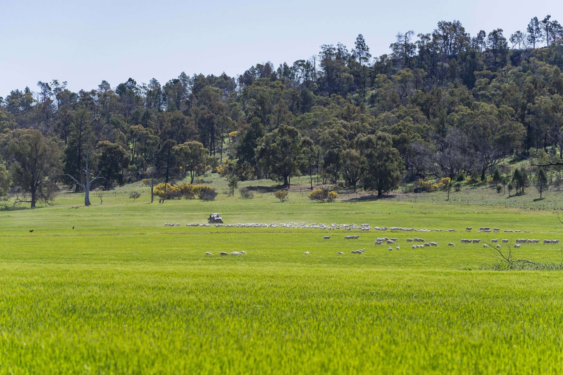 1147 Kamarah Road, Narrandera For Sale by Farmbuy.com - image 4