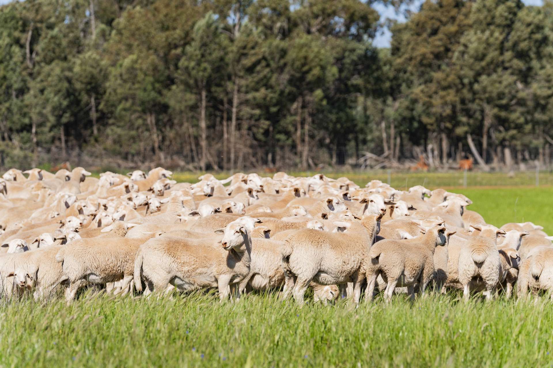1147 Kamarah Road, Narrandera For Sale by Farmbuy.com - image 8