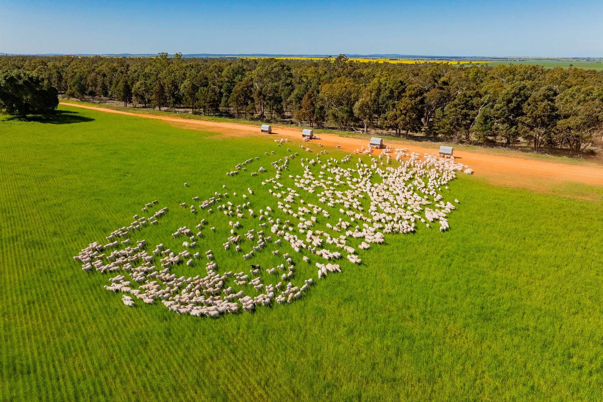 1147 Kamarah Road, Narrandera For Sale by Farmbuy.com - image 12