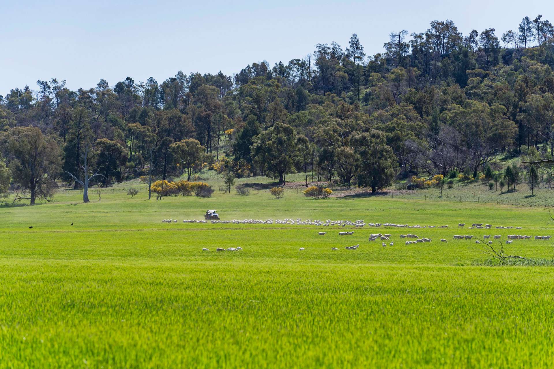 1147 Kamarah Road, Narrandera For Sale by Farmbuy.com - image 4