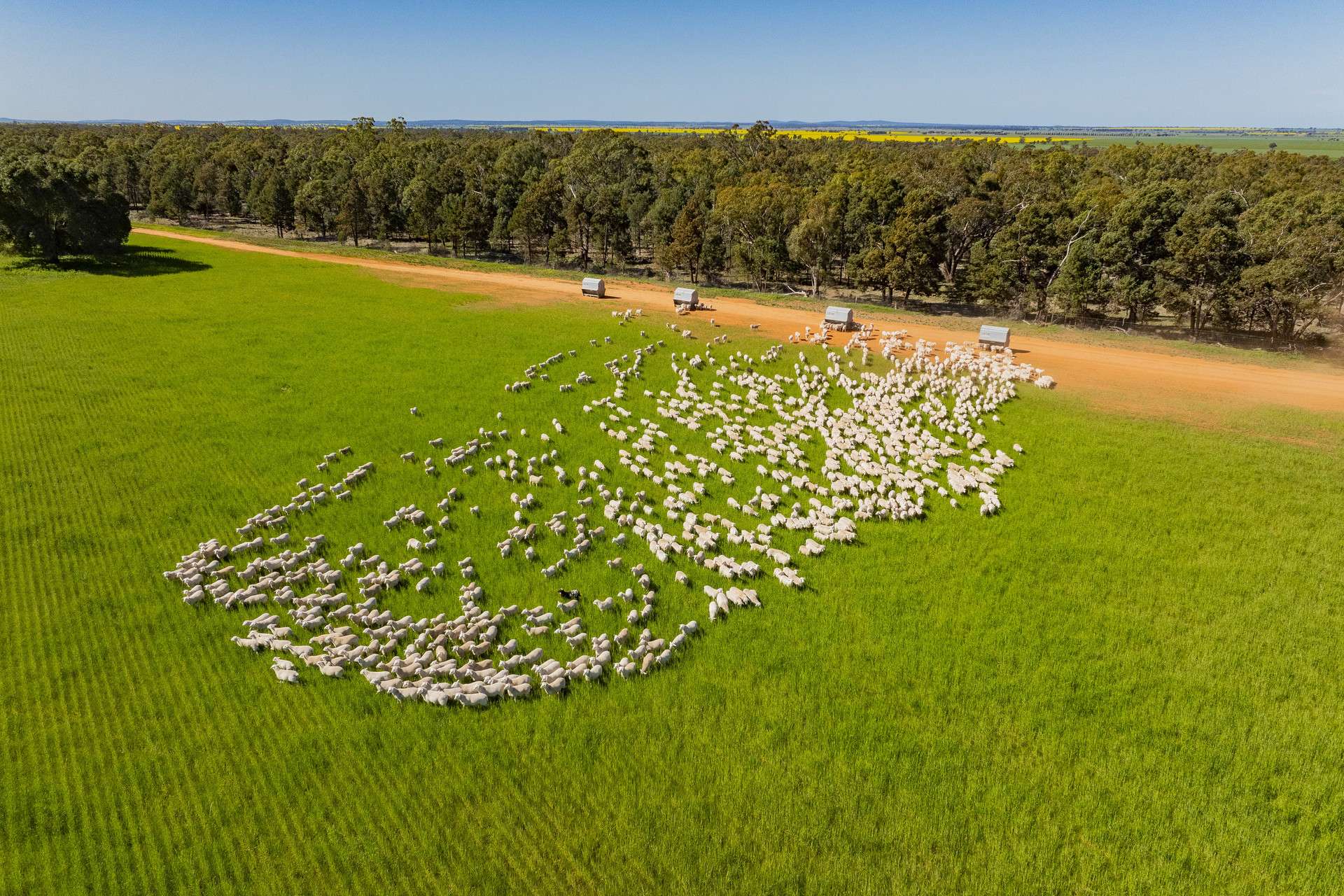 1147 Kamarah Road, Narrandera For Sale by Farmbuy.com - image 12