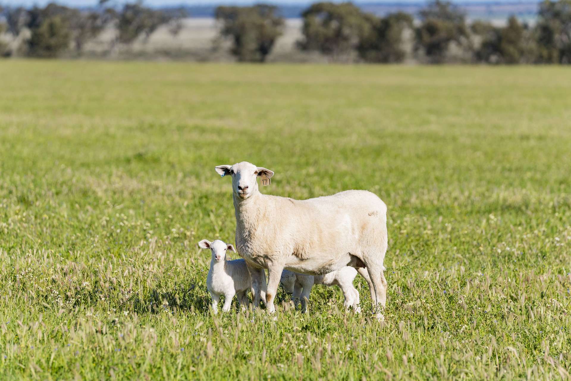 289 Kamarah Road, Narrandera For Sale by Farmbuy.com - image 13