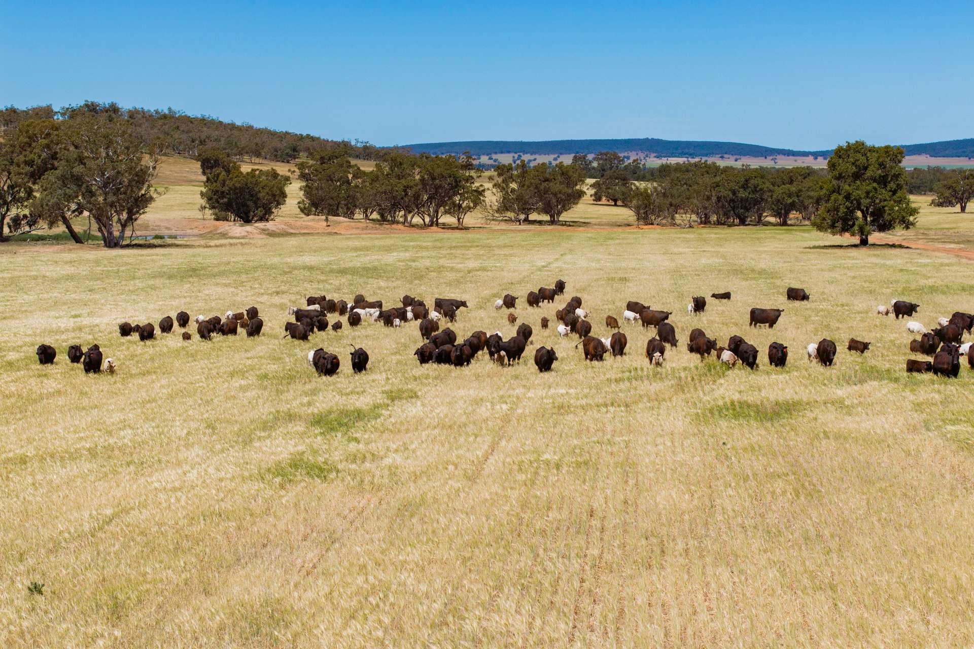 289 Kamarah Road, Narrandera For Sale by Farmbuy.com - image 9