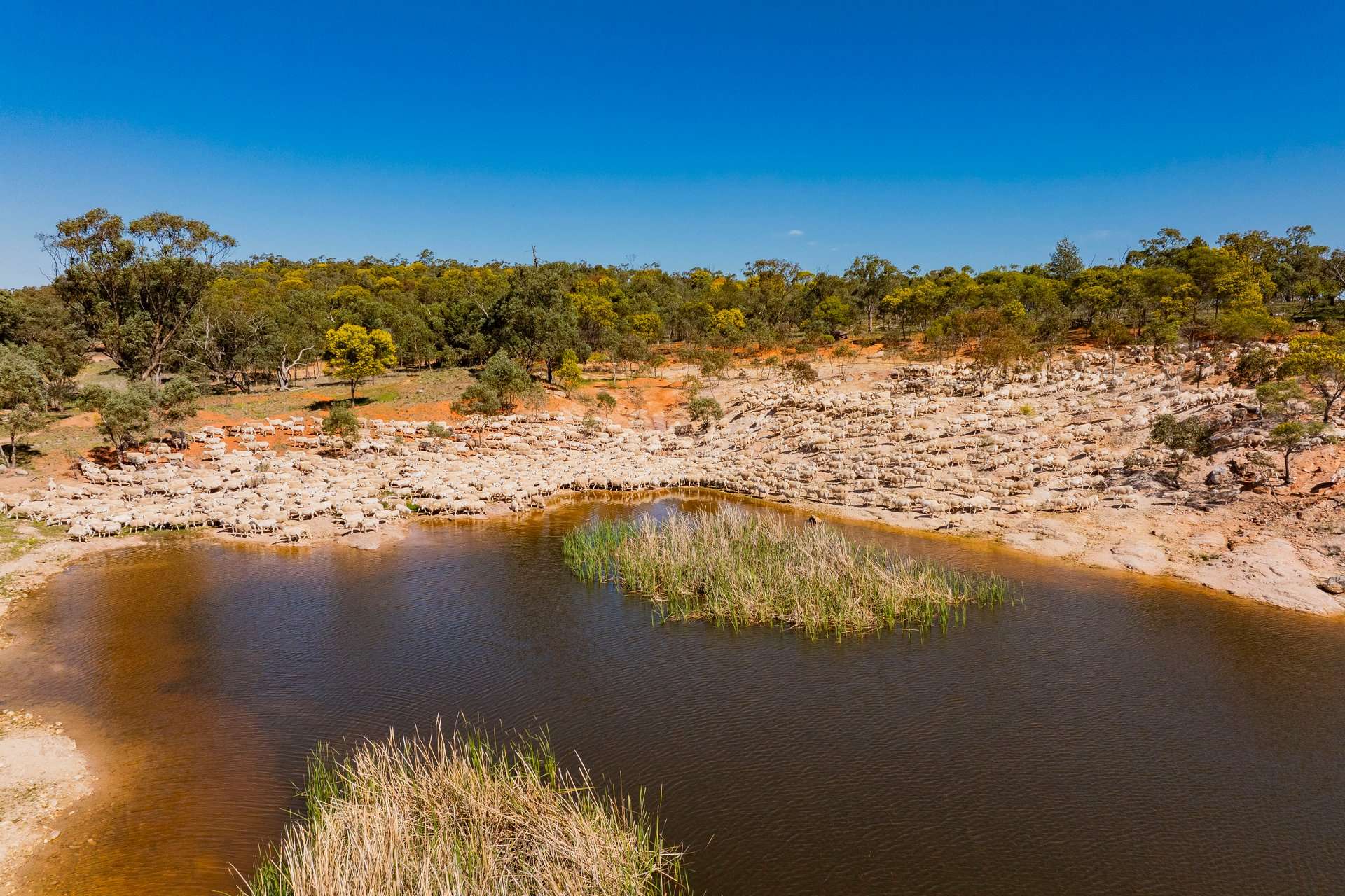 289 Kamarah Road, Narrandera For Sale by Farmbuy.com - image 12