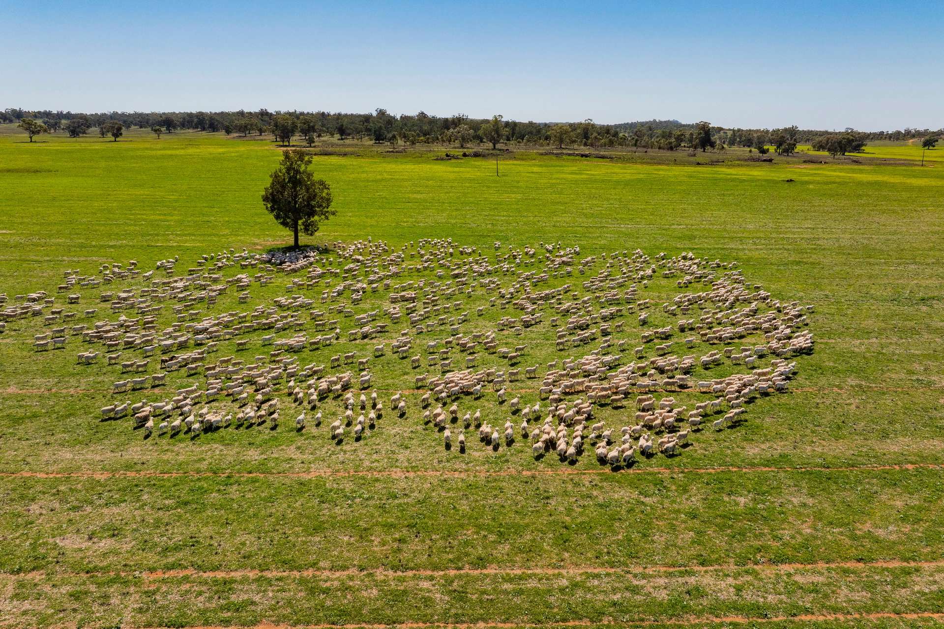 289 Kamarah Road, Narrandera For Sale by Farmbuy.com - image 7