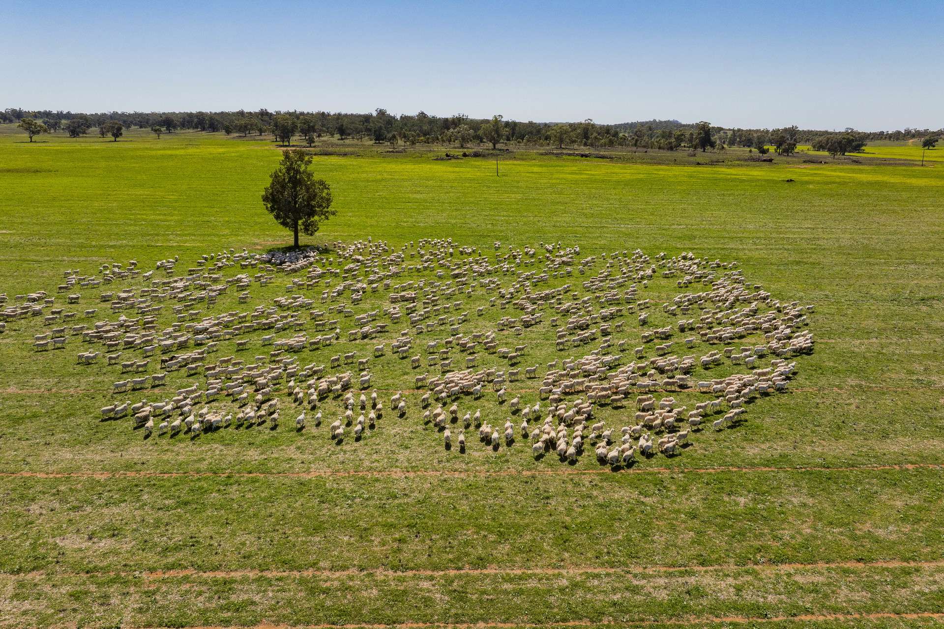289 Kamarah Road, Narrandera For Sale by Farmbuy.com - image 7