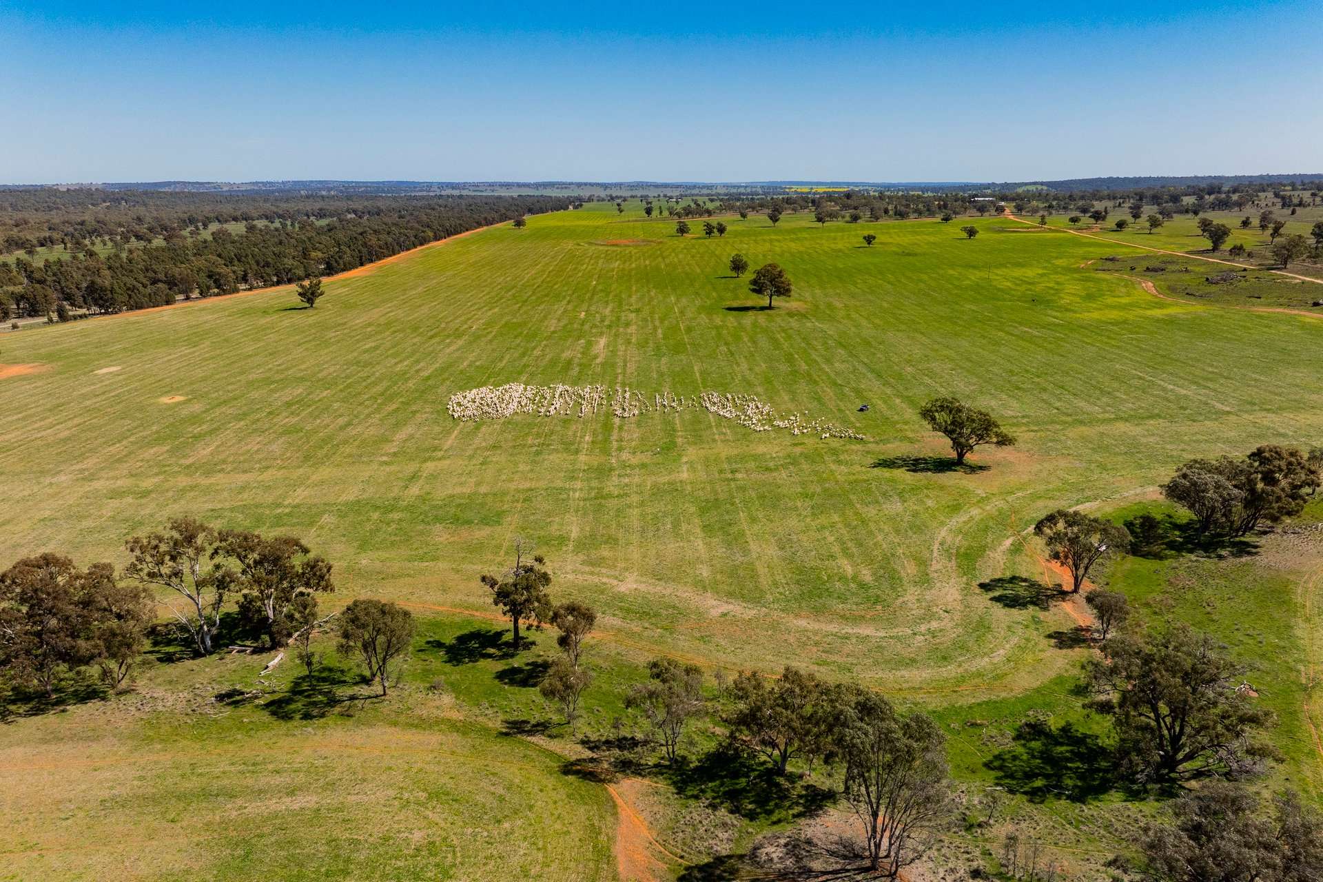 289 Kamarah Road, Narrandera For Sale by Farmbuy.com - image 4