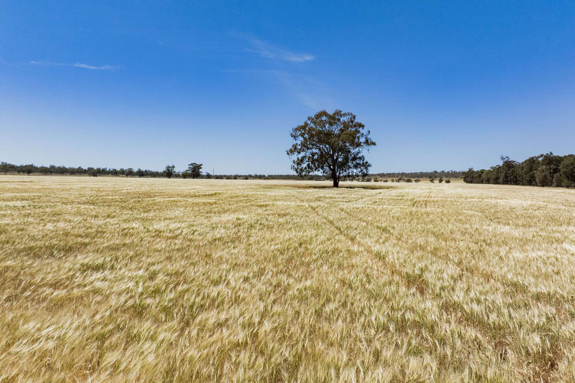 289 Kamarah Road, Narrandera For Sale by Farmbuy.com - image 5