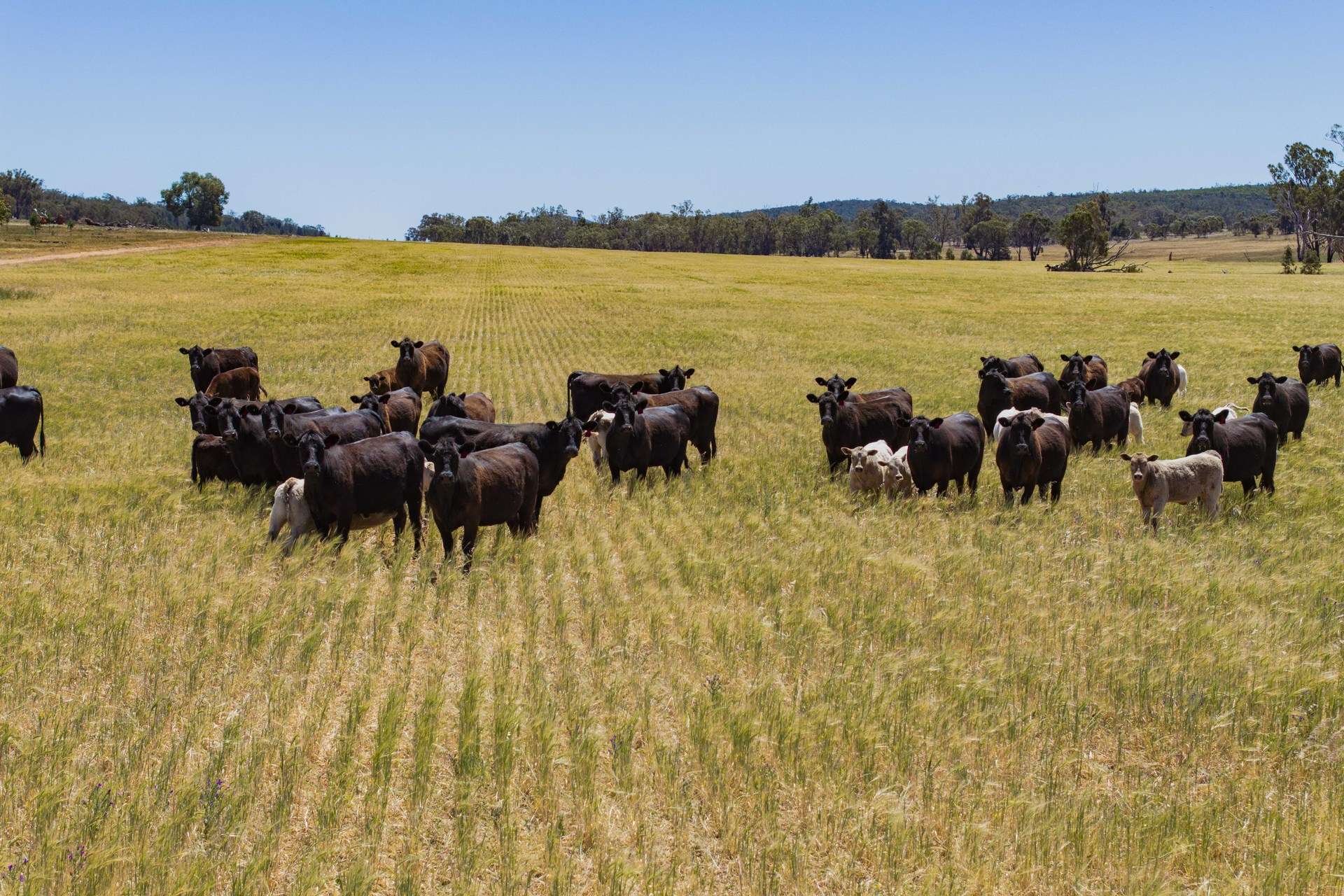 289 Kamarah Road, Narrandera For Sale by Farmbuy.com - image 11
