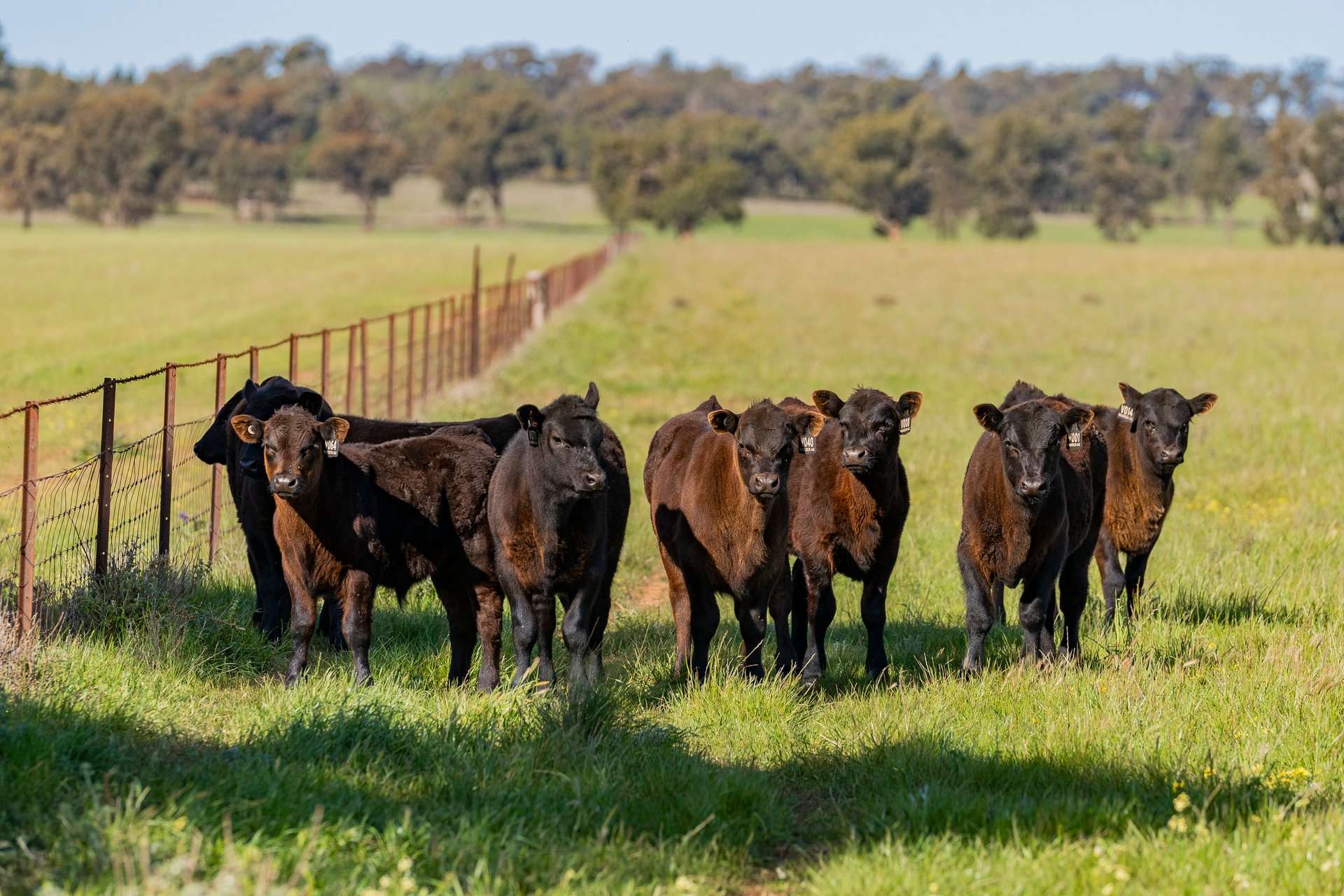 289 Kamarah Road, Narrandera For Sale by Farmbuy.com - image 14