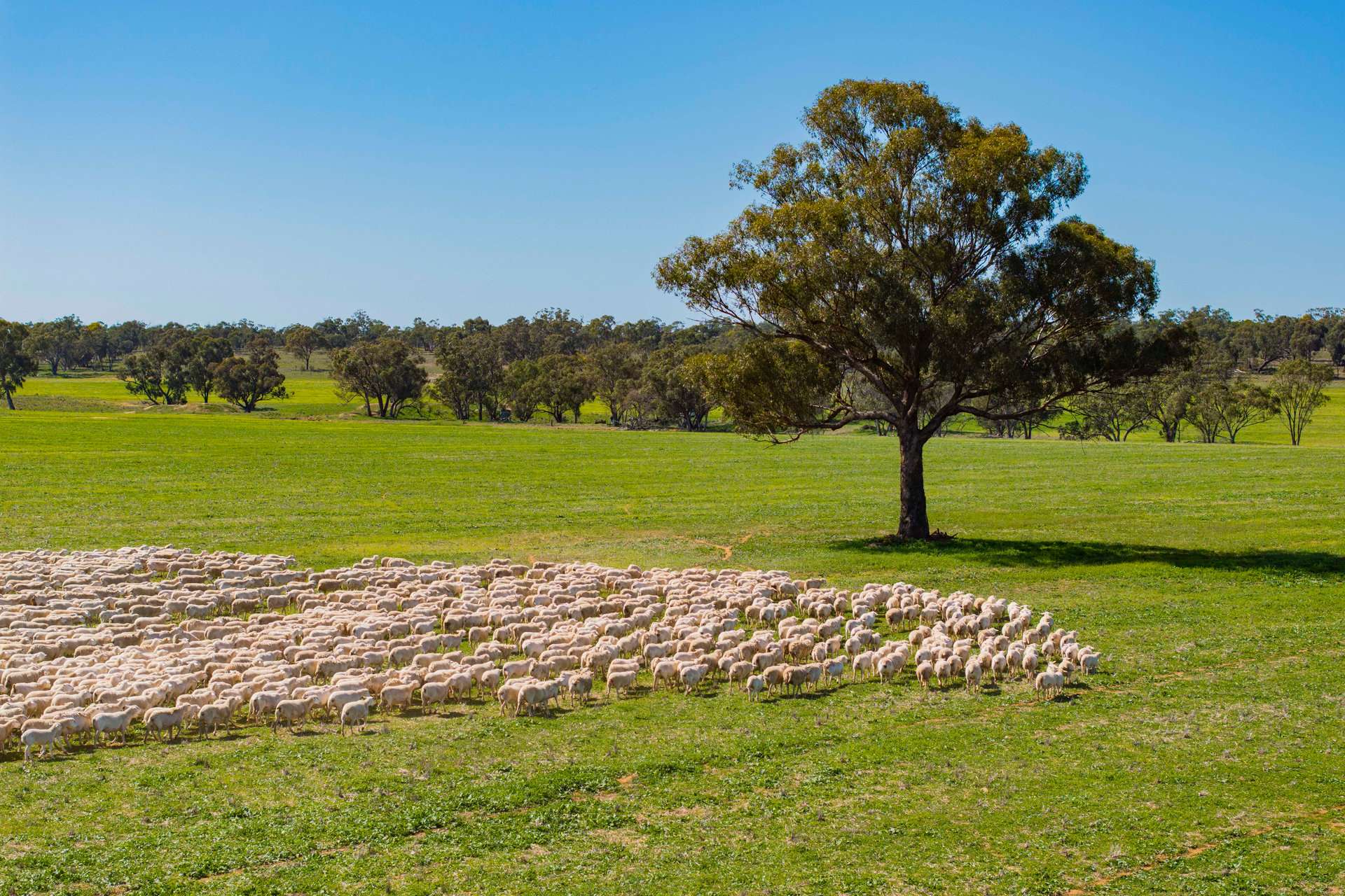 289 Kamarah Road, Narrandera For Sale by Farmbuy.com - image 2